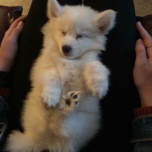 Meet your Posher, Kristen